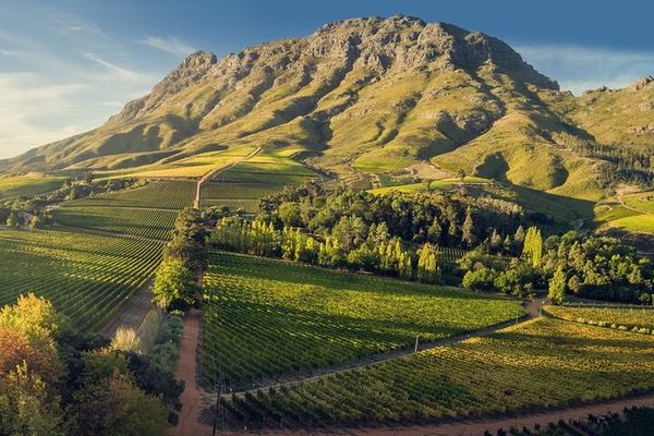 Stellenbosch Guided Wine Walk: 8 Tastings at Tokara, Thelema and Zorgvliet