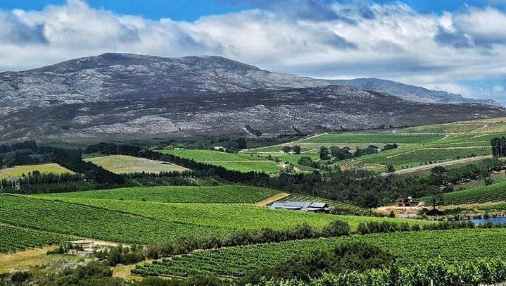 Stellenbosch Winelands Day with 3 Family-Owned Wineries and Coffee Stop (3/6)