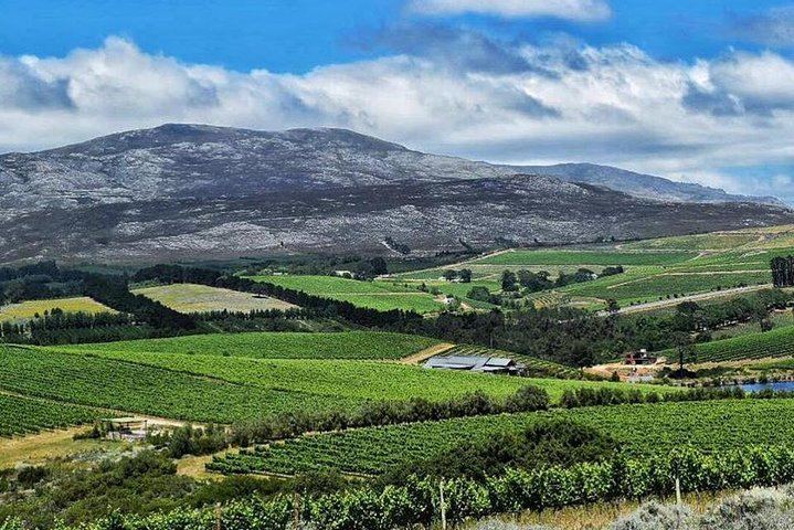 Stellenbosch Winelands Day with 3 Family-Owned Wineries and Coffee Stop (3/6)