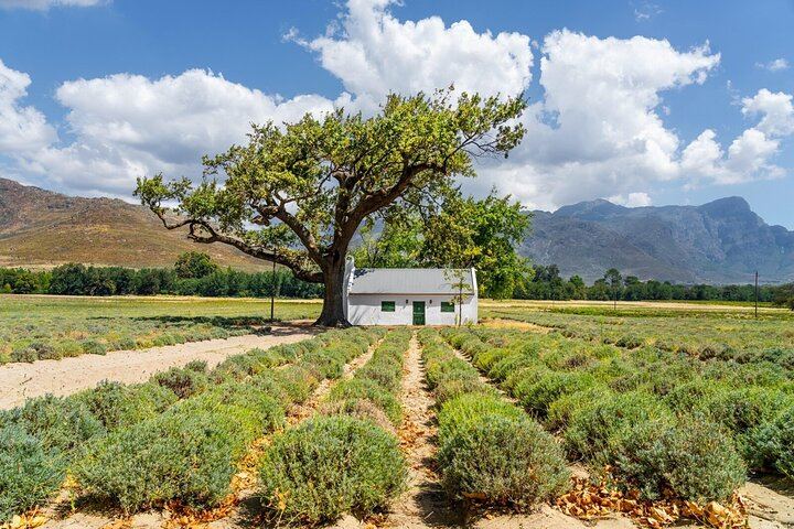 Stellenbosch Winelands Day with 3 Family-Owned Wineries and Coffee Stop (5/6)