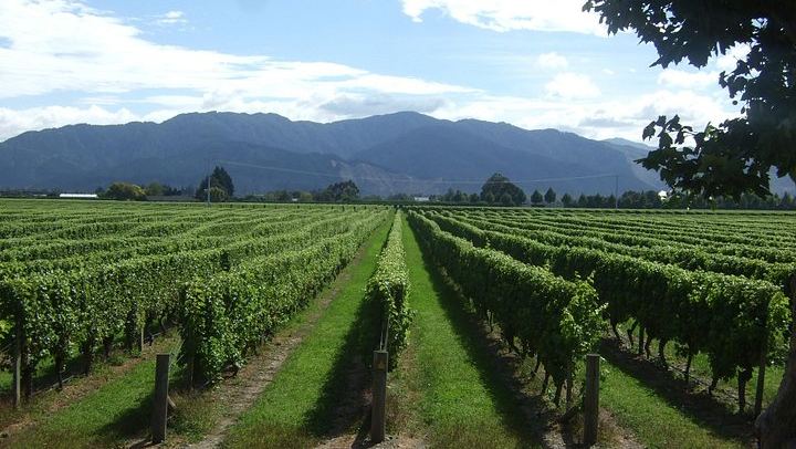 Picton Cruise Shore Excursion: Four Family-Run Marlborough Wineries by Minibus (4/12)