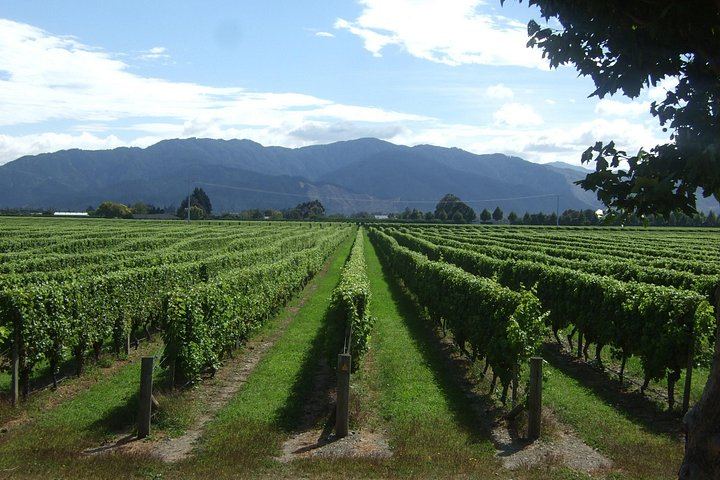 Picton Cruise Shore Excursion: Four Family-Run Marlborough Wineries by Minibus (4/12)