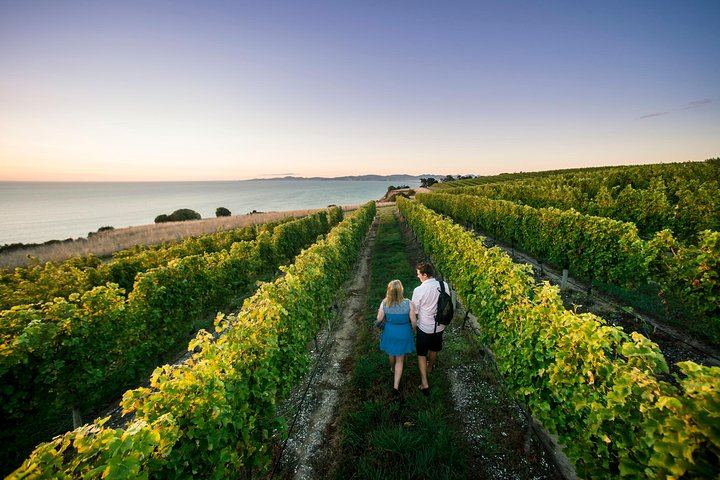 Full-Day Marlborough Winemakers Tour: 4-6 Family-Owned Cellar Doors, Local Guide (4/9)