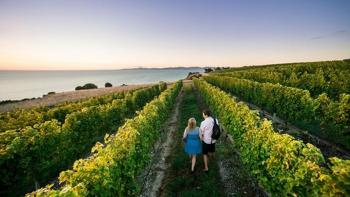 Full-Day Marlborough Winemakers Tour: 4-6 Family-Owned Cellar Doors, Local Guide (4/9)