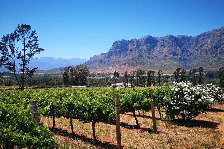 Private 5-Hour Cape Winelands Tour from Cape Town: Stellenbosch Drive and Vineyards (12/12)