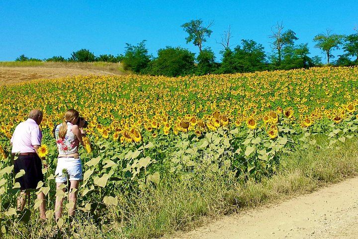 Private Day Trip from Florence to San Gimignano and Chianti by Deluxe Minivan, Commentary (8/8)