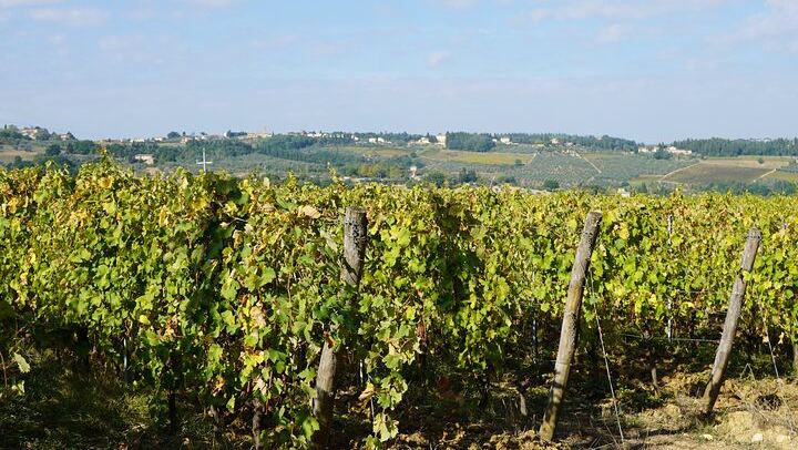 Grape Tours Chianti Day from Florence: 2 Organic Wineries, Dario Cecchini Lunch (1/7)
