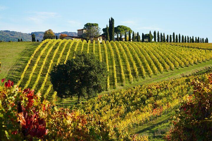 Grape Tours Chianti Day from Florence: 2 Organic Wineries, Dario Cecchini Lunch (7/7)