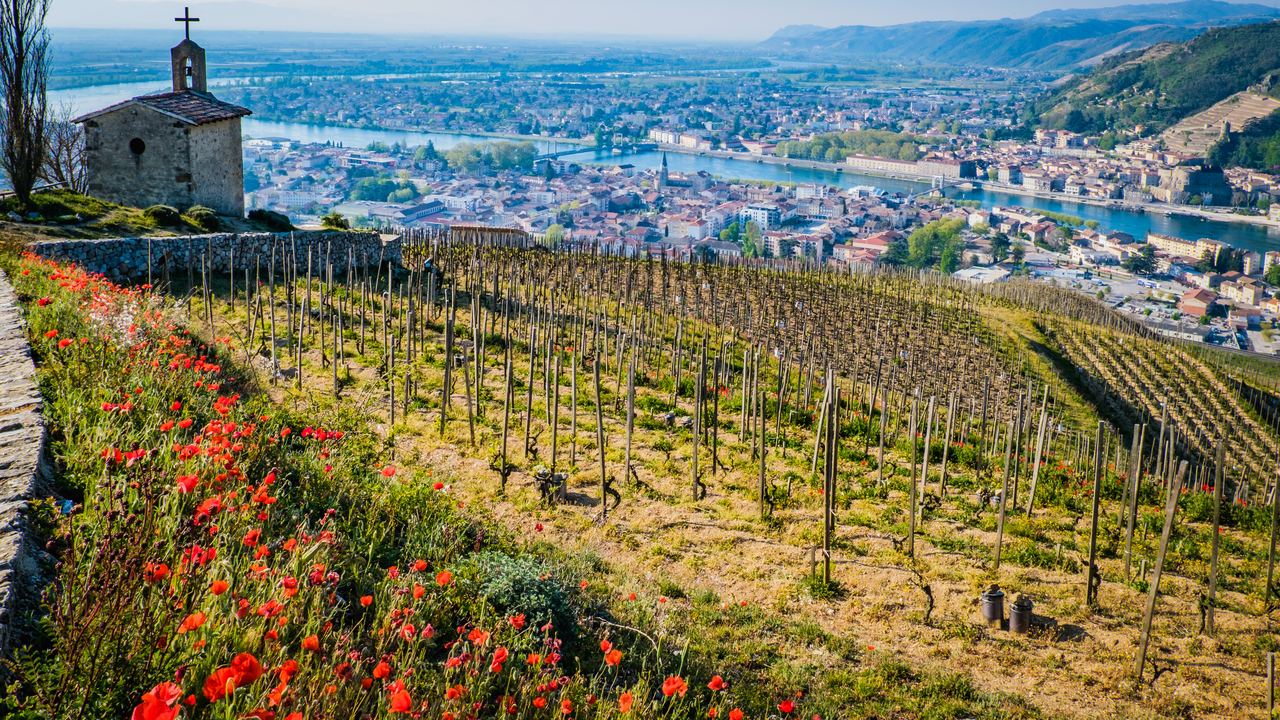Terraced vines above Tain-l'Hermitage with red poppies, the chapel and the Rhône below