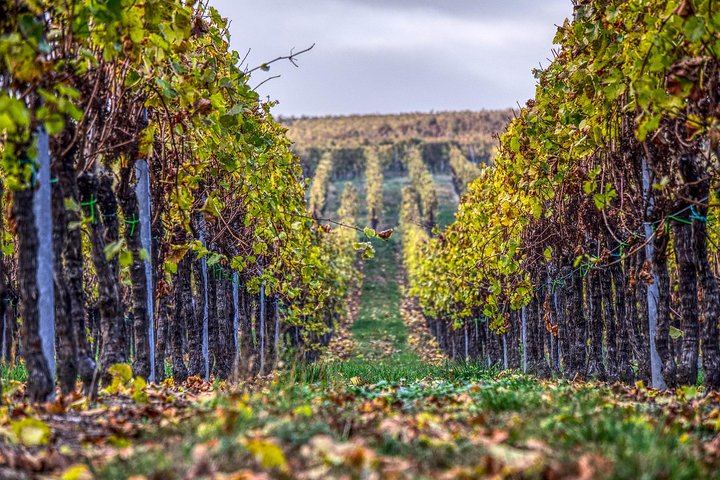 Private VIP Champagne Day from Paris: Eight Tastings, Michelin Lunch, Boutique Estate (11/11)