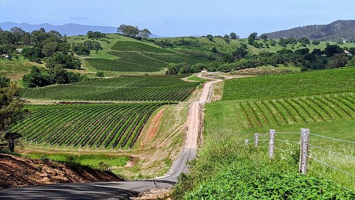 Owner-Led Hunter Valley Day Tour from Sydney: Wine, Cheese, Chocolate and Coffee Stop (1/12)