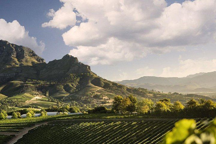 Winelands Day by Minivan and Wine Tram: Fairview, Rickety Bridge or Plaisir, Muratie (10/12)