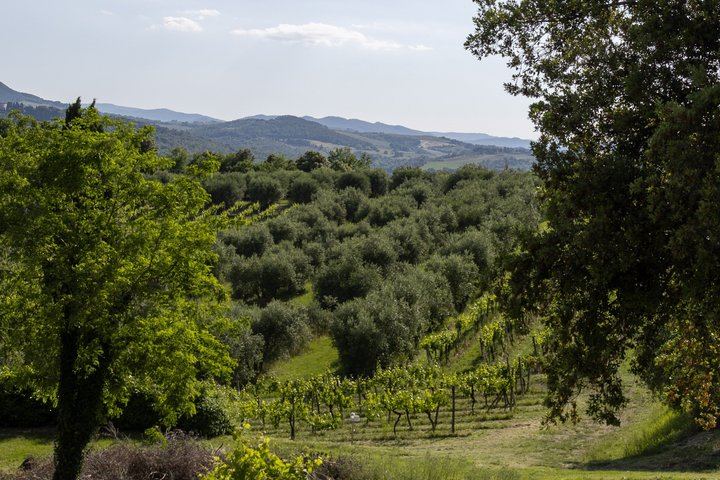 Casale Terzo Tasting of Three Organic Wines and Estate Olive Oil, Val d'Elsa (10/10)