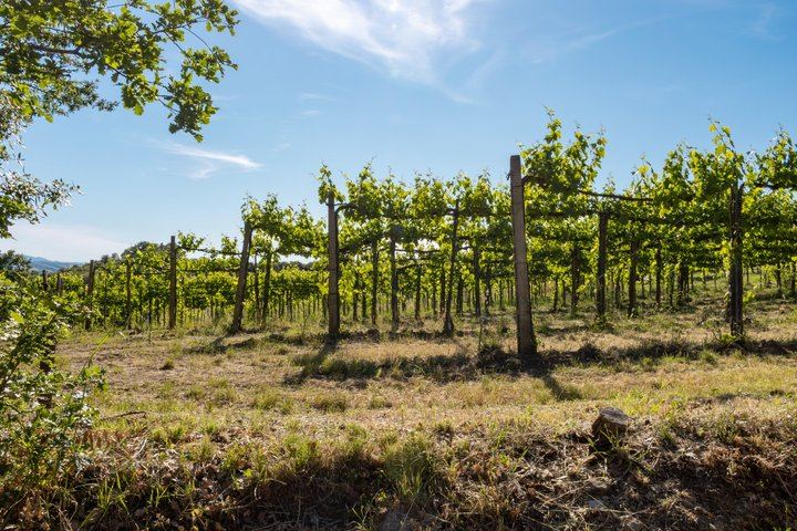 Casale Terzo Tasting of Three Organic Wines and Estate Olive Oil, Val d'Elsa (5/10)