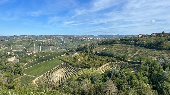 Classic Method Sparkling Wine Tasting at a 650 m Alta Langa Vineyard in Cissone