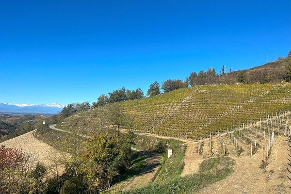 Classic Method Sparkling Wine Tasting at a 650 m Alta Langa Vineyard in Cissone