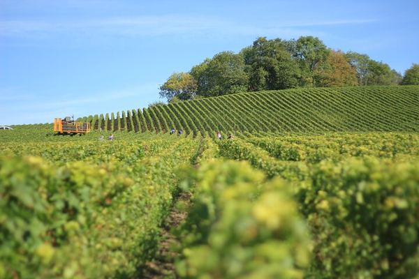 Private Rioja Wine Day from San Sebastian: Two to Three Wineries, Three-Course Lunch