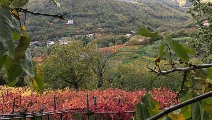 Tenuta San Francesco, Tramonti: Pre-Phylloxera Vines, 1600s Cellar and Three DOC Wines (3/5)