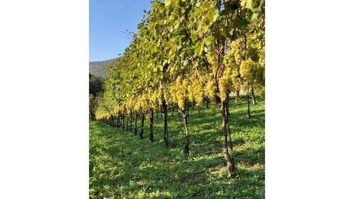 Tenuta San Francesco, Tramonti: Pre-Phylloxera Vines, 1600s Cellar and Three DOC Wines (2/5)