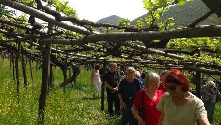Tenuta San Francesco, Tramonti: Pre-Phylloxera Vines, 1600s Cellar and Three DOC Wines (4/5)
