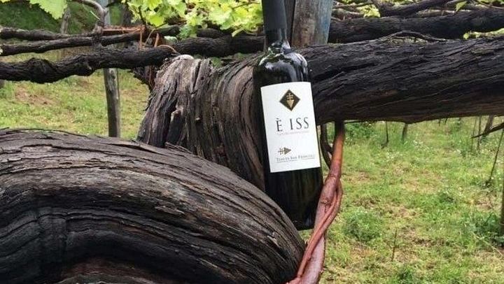 Tenuta San Francesco, Tramonti: Pre-Phylloxera Vines, 1600s Cellar and Three DOC Wines (1/5)