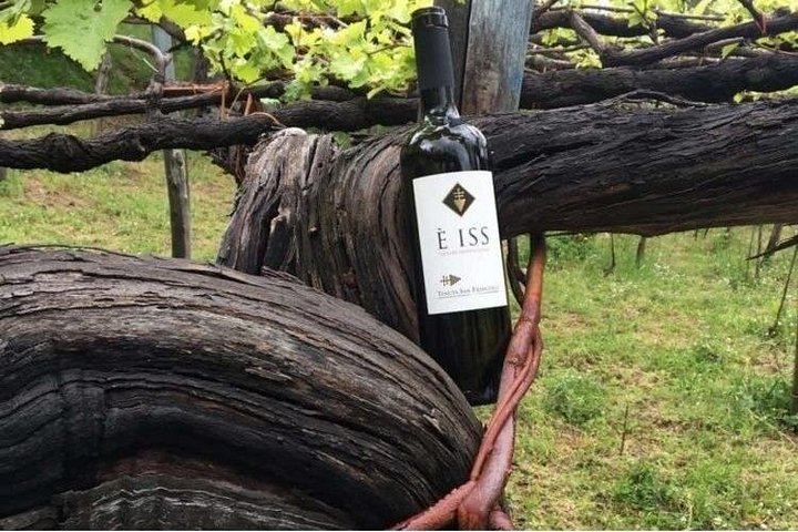 Tenuta San Francesco, Tramonti: Pre-Phylloxera Vines, 1600s Cellar and Three DOC Wines (1/5)