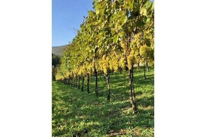 Tenuta San Francesco, Tramonti: Pre-Phylloxera Vines, 1600s Cellar and Three DOC Wines (2/5)