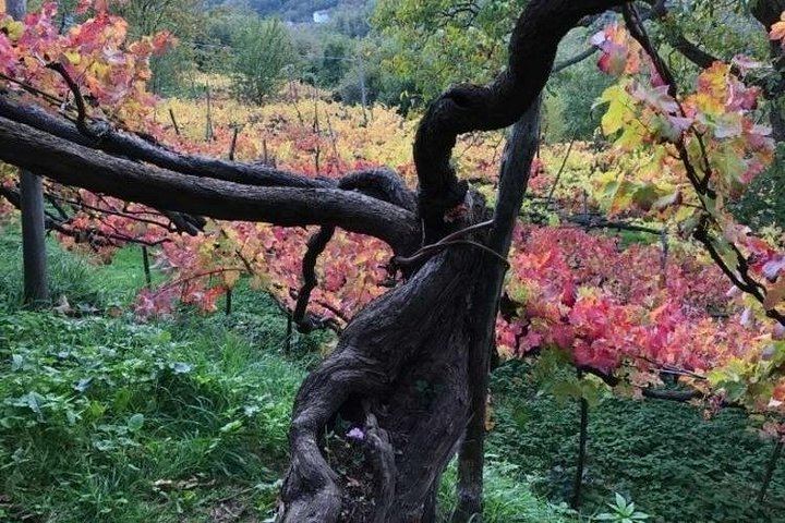 Tenuta San Francesco, Tramonti: Pre-Phylloxera Vines, 1600s Cellar and Three DOC Wines (5/5)
