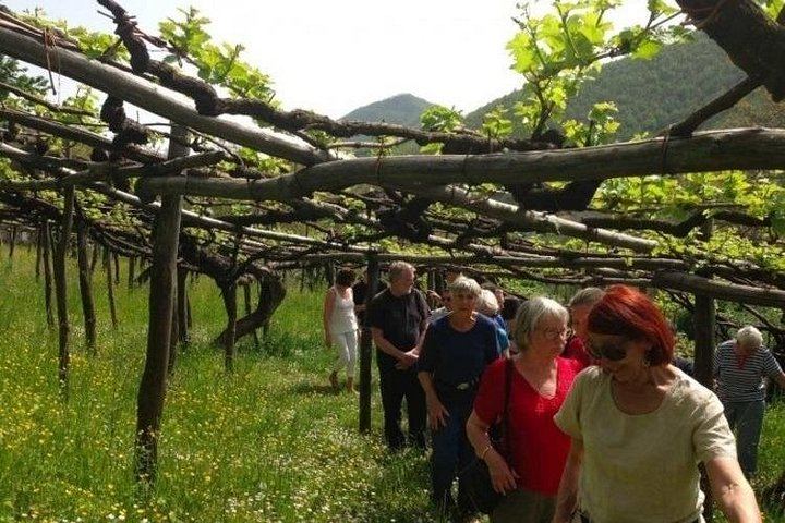 Tenuta San Francesco, Tramonti: Pre-Phylloxera Vines, 1600s Cellar and Three DOC Wines (4/5)