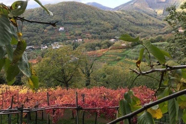 Tenuta San Francesco, Tramonti: Pre-Phylloxera Vines, 1600s Cellar and Three DOC Wines (3/5)
