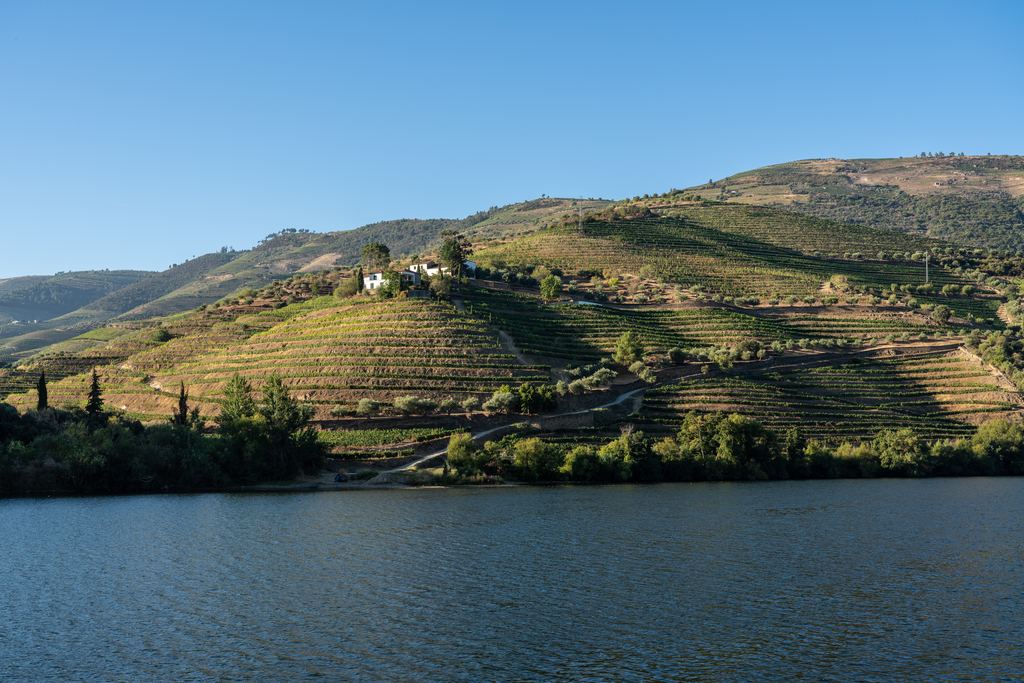 Terraced vineyard hillside above the calm Douro river near Pinhão