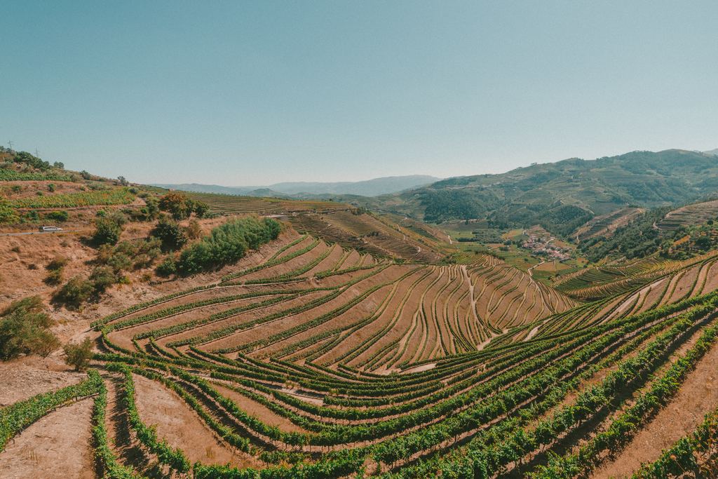 Wide view of terraced vineyard slopes in the Douro Valley on a sunny day