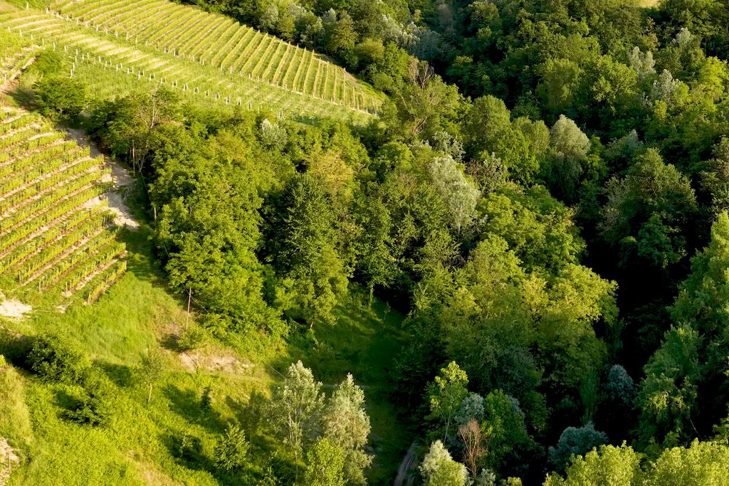 Terraced vineyards bordering a green forest in Piedmont
