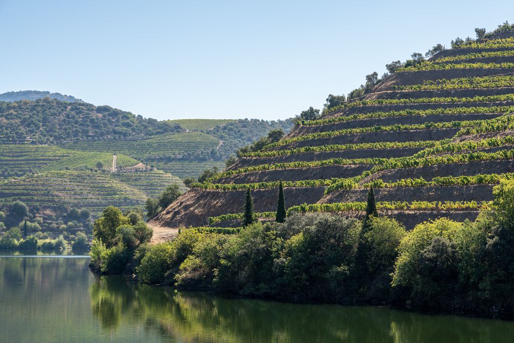 Terraced Douro vineyards with cypress trees above the river