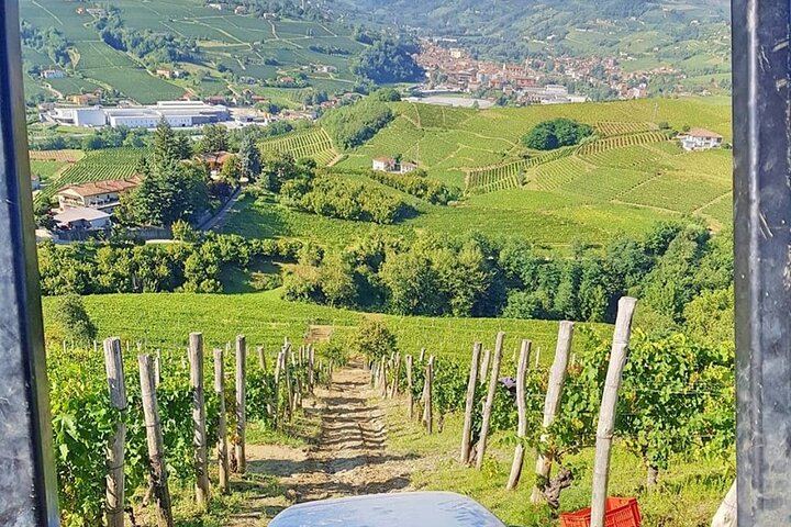 TOJO Family Winery in Santo Stefano Belbo: Pavese Hills Walk and Five-Wine Tasting (5/5)