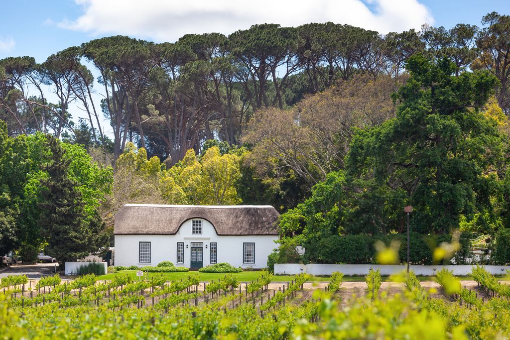 White thatched Cape Dutch farmhouse among vines at an estate near Stellenbosch