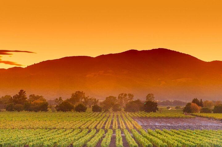 Stellenbosch Guided Wine Walk: 8 Tastings at Tokara, Thelema and Zorgvliet (6/11)