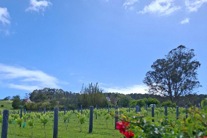 Waiheke Best Cellar Tour: Family-Run Small Group, 11 Guests Max, 3 Vineyards (10/12)
