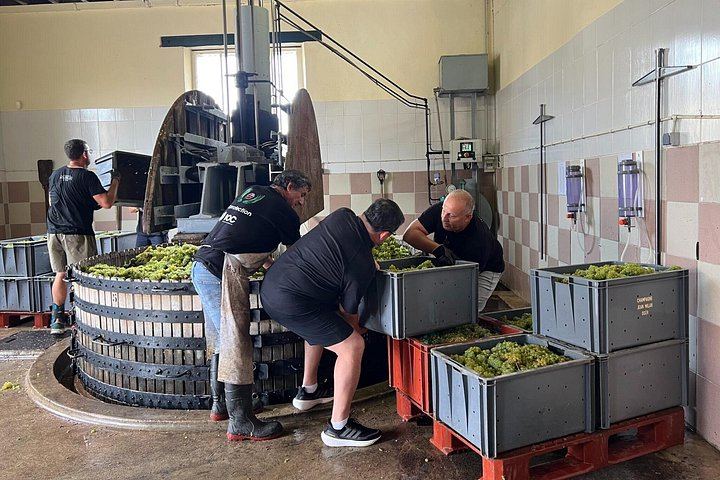 Private Half-Day Champagne Tour from Épernay: Hautvillers, Côte des Blancs, 2 Growers (8/12)