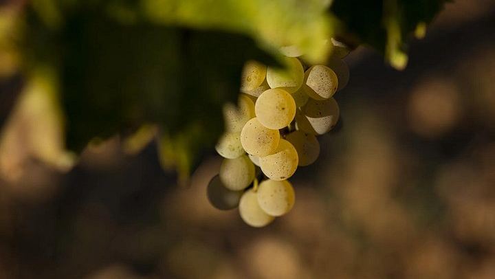 The Countess's Lunch at Poggio ai Laghi: Guided Chianti Tasting with Oils and Vinegars (4/7)