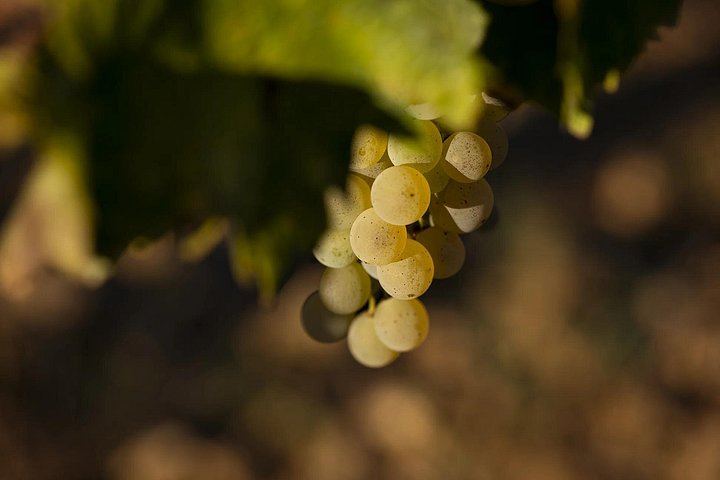 The Countess's Lunch at Poggio ai Laghi: Guided Chianti Tasting with Oils and Vinegars (4/7)
