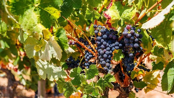 Private Half or Full-Day Arrábida Wine Tour from Lisbon: Palmela Castle and Cristo Rei (2/11)