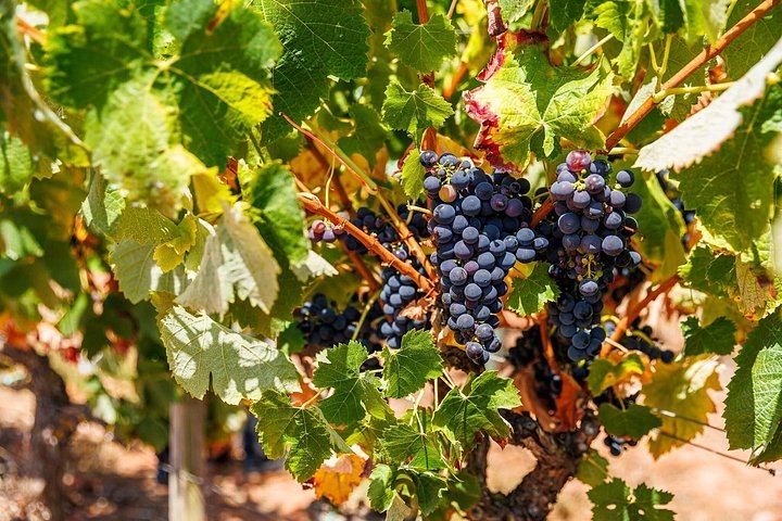 Small-Group Arrábida and Sesimbra Day Trip from Lisbon with Two Wine Tastings (7/11)