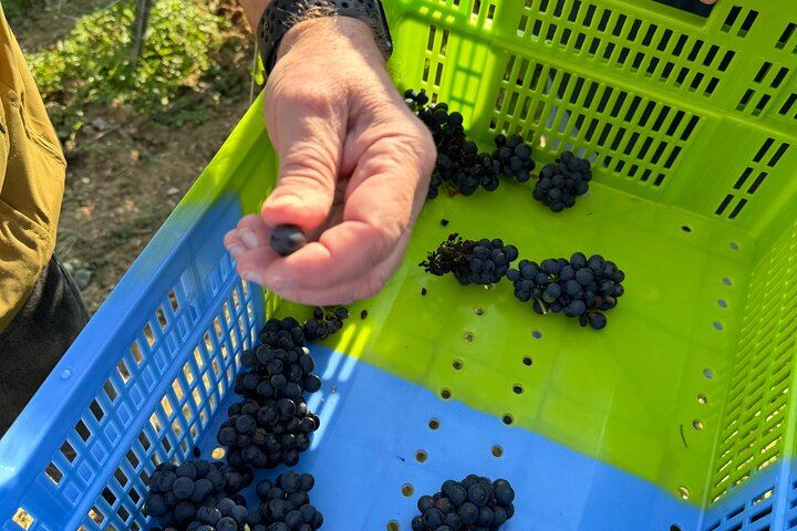 Private 3h30 Champagne Tour from Épernay: Aÿ-Champagne, Hautvillers, One Family Grower (10/12)