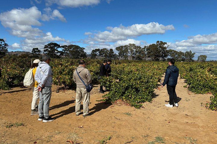 Barossa Valley Private Full-Day Tour for up to 4 in a Land Cruiser Prado (12/12)
