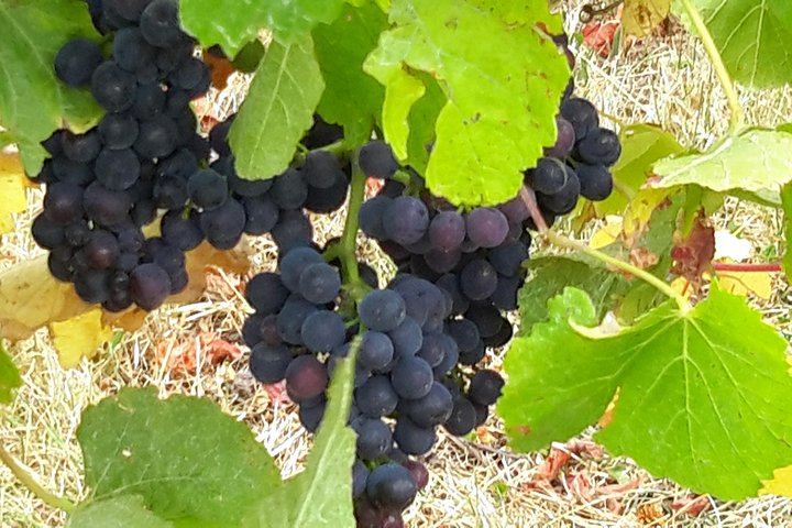 Picton Cruise Shore Excursion: Four Family-Run Marlborough Wineries by Minibus (10/12)