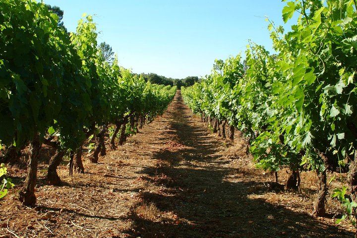 Half-Day Bellet Wine Tour from Nice: Two Wineries, Eight Wines, Small Minivan Group (7/8)