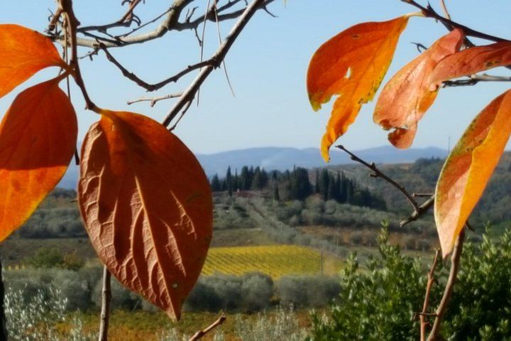 Casa Sola Winery Visit in Chianti Classico: Family Boutique Estate and Wine Tasting (5/5)