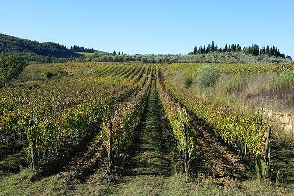 Casa Sola Winery Visit in Chianti Classico: Family Boutique Estate and Wine Tasting