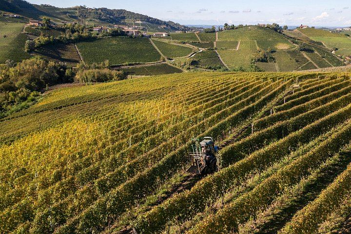 Podere Gagliassi Barolo Vertical Tasting, Organic Vineyards and Cellar, Monforte d'Alba (6/7)